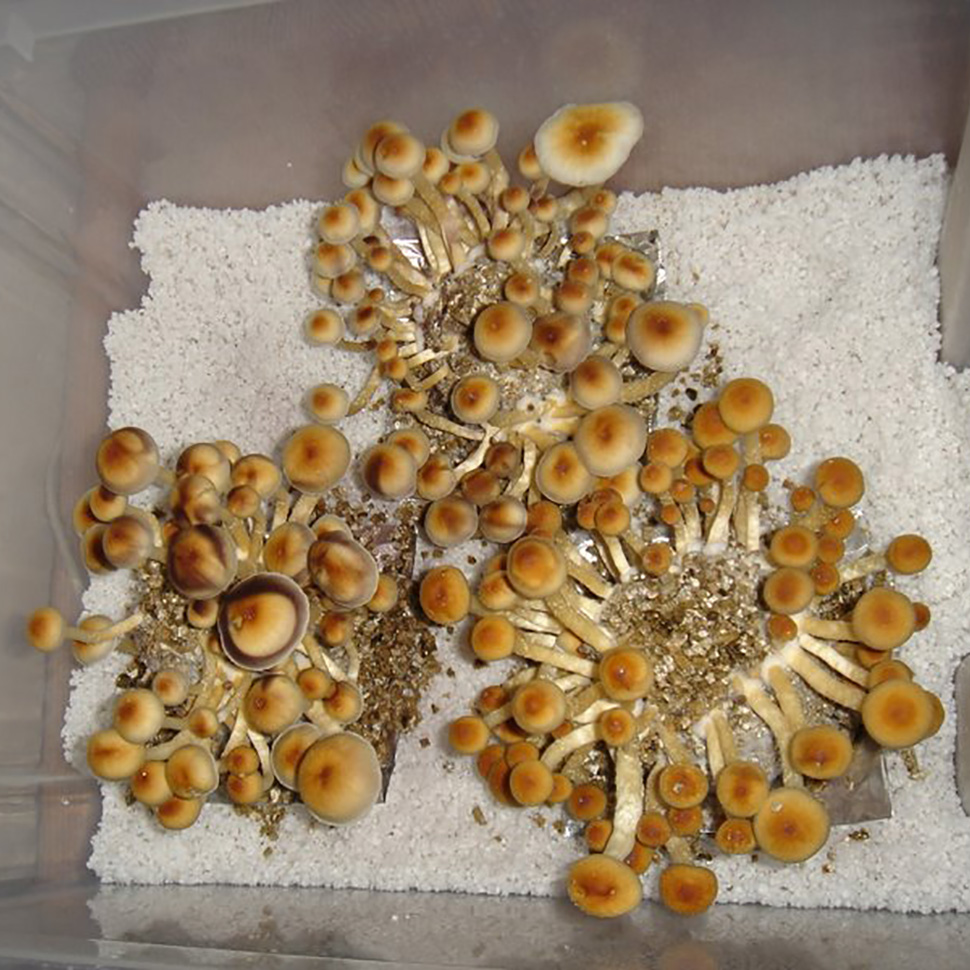 Выход готового продукта﻿ Psilocybe cubensis «Tulum»