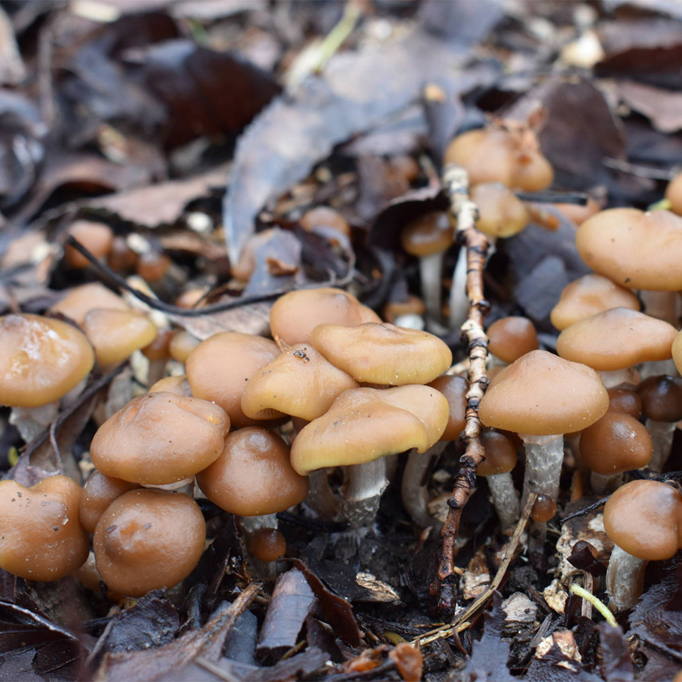Описание внешнего вида Psilocibe cubensis Tasmanian﻿