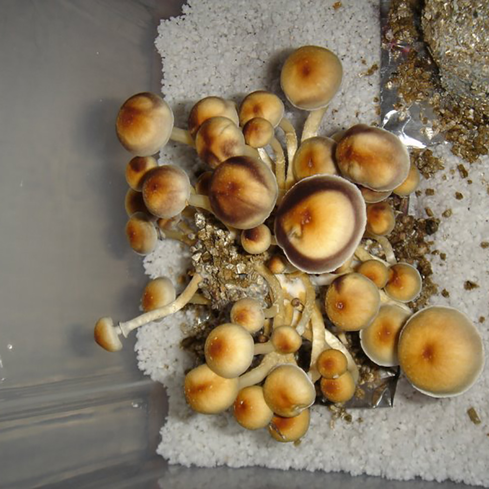 Описание внешнего вида Psilocybe cubensis «Tulum»﻿