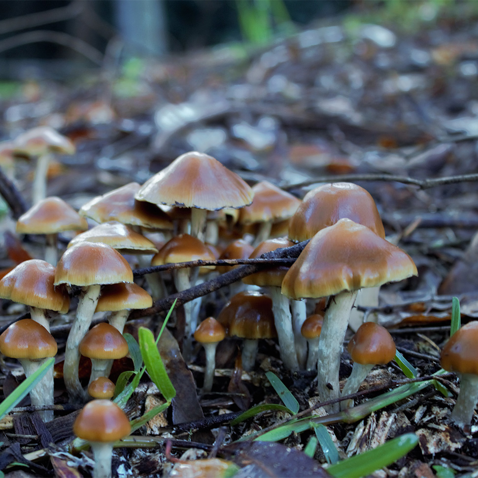 Происхождение стрейна Psilocibe cubensis Tasmanian﻿