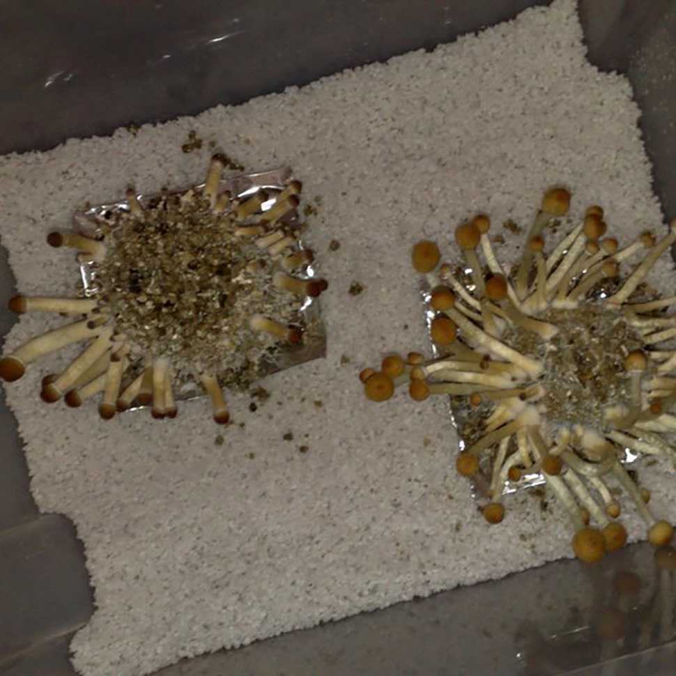 Субстрат для мицелия﻿ Psilocybe cubensis «Tulum»