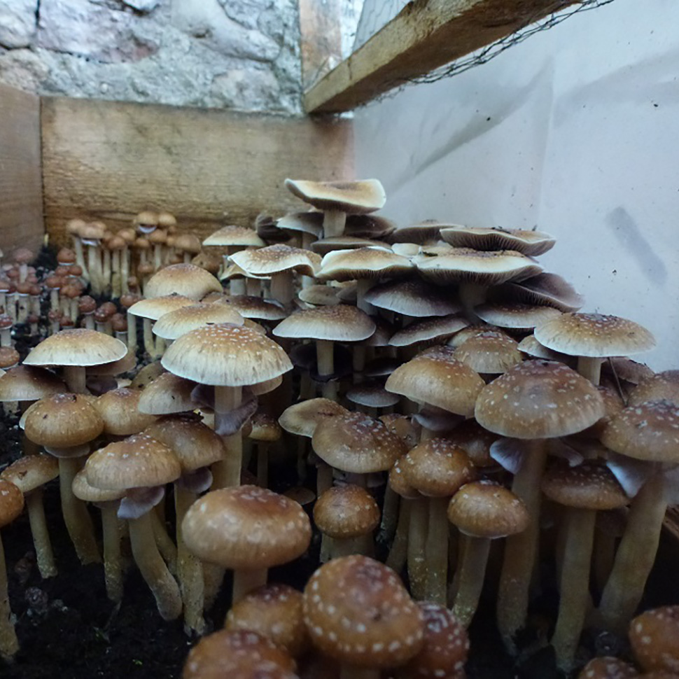 Субстрат для мицелия﻿ Psilocibe cubensis Tasmanian