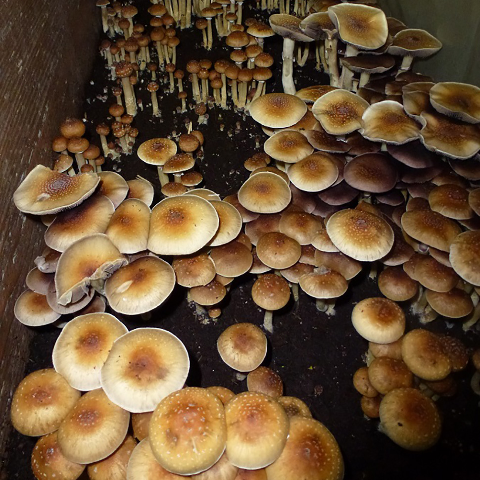 Выход готового продукта﻿ Psilocibe cubensis Tasmanian