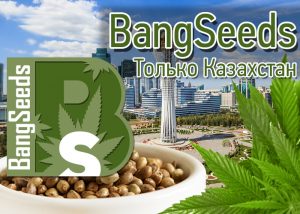 Семена конопли от GanjaSeeds в Казахстане