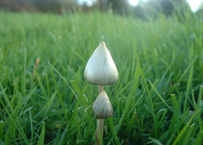 Псилоцибе сегодня