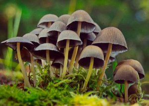 Псилоцибиновые грибы