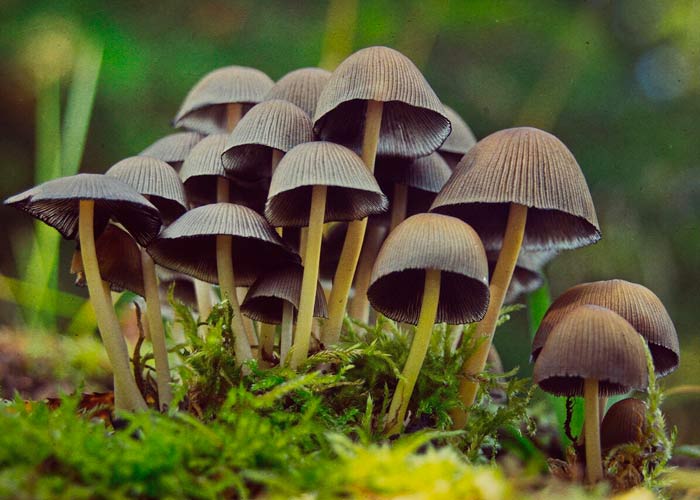 Псилоцибиновые грибы