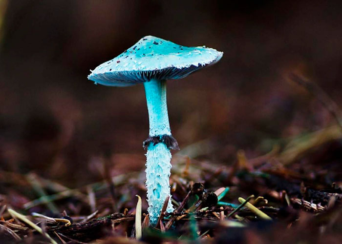 Бардо психоделического путешествия