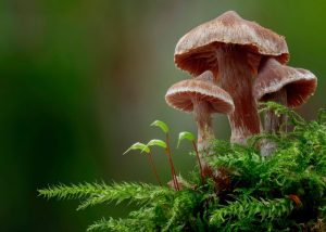 Грибное путешествие