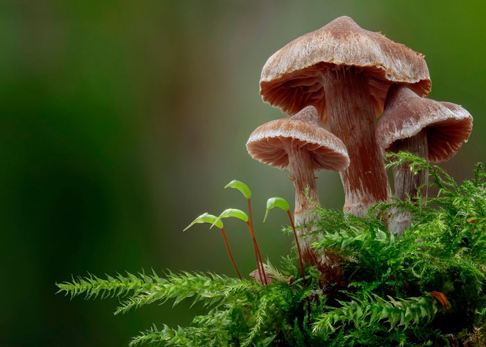 Грибное путешествие