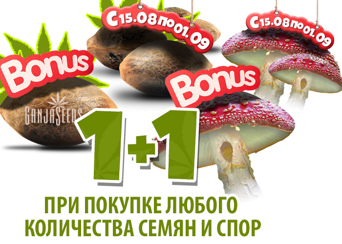 Акция от Ganja Seeds: все заказы х2