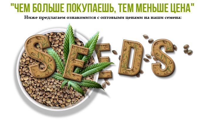 Дорогие друзья, GanjaSeedsGroup предлагает всем желающим семена конопли элитных сортов по оптовым ценам