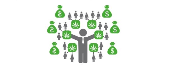 семена конопли оптом