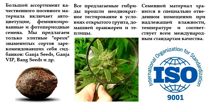 Дорогие друзья, GanjaSeedsGroup предлагает всем желающим семена конопли элитных сортов по оптовым ценам