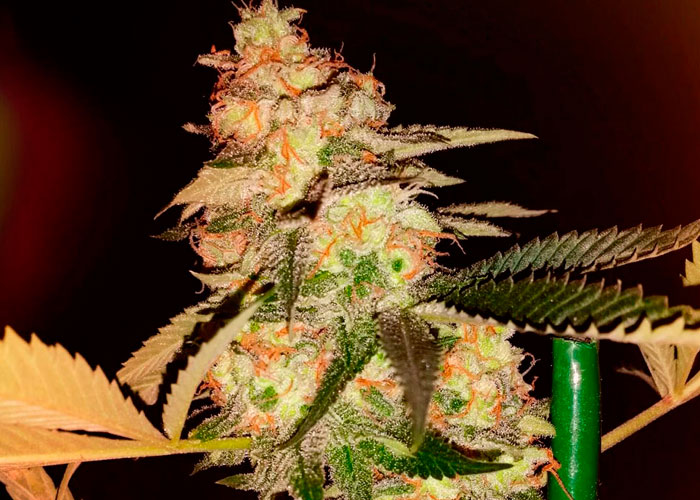 Bubble Gum feminised