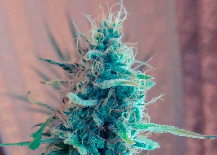 Bubble Gum feminised