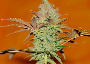 Bubble Gum feminised