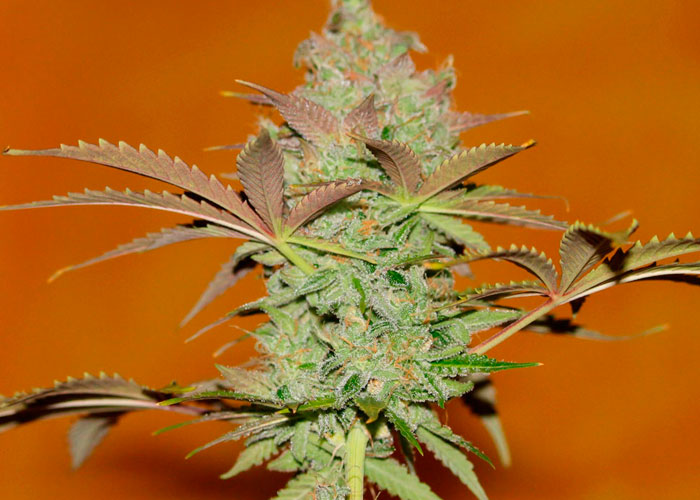 Bubble Gum feminised