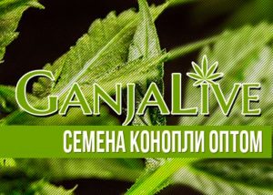 GanjaSeedsGroup