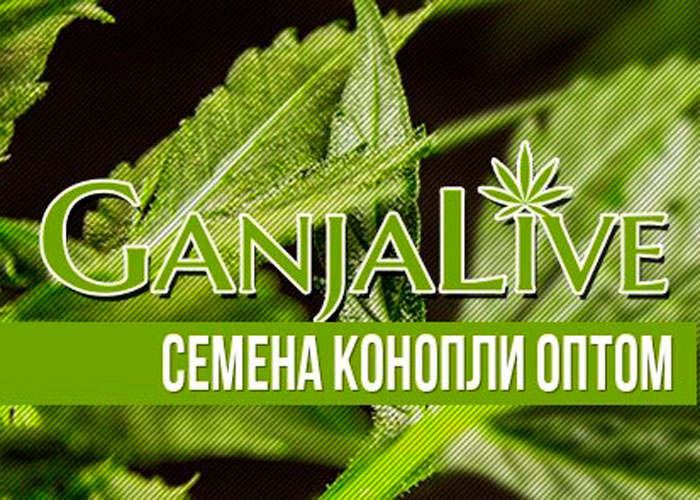 GanjaSeedsGroup