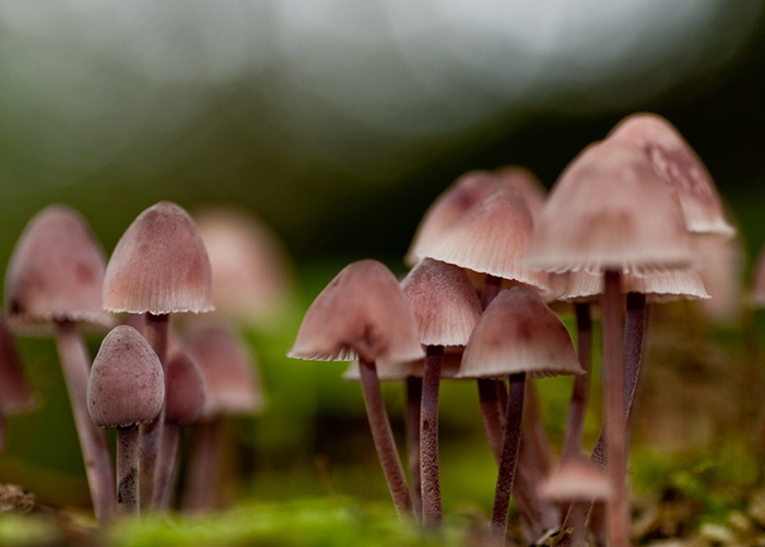 Грибная законность вокруг света