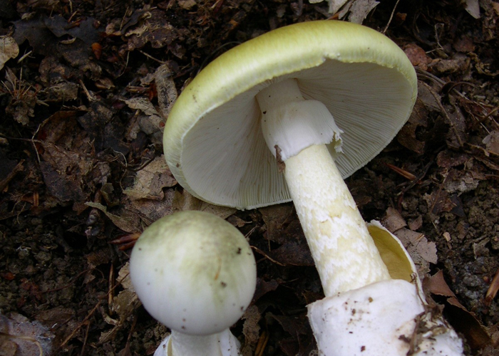 Бледная поганка (Amanita phalloides)