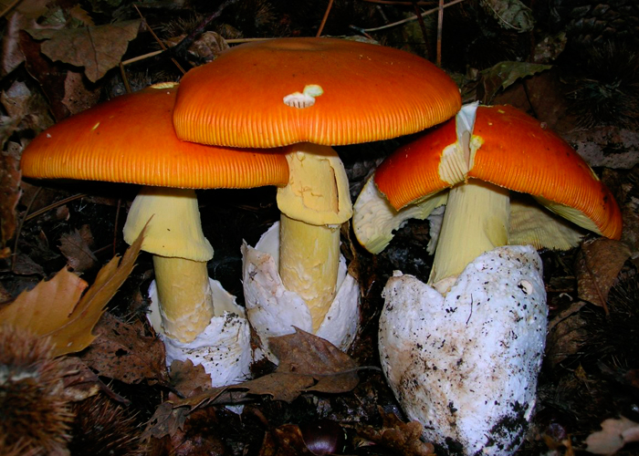 Мухомор цезаря (Аmanita caesarea)