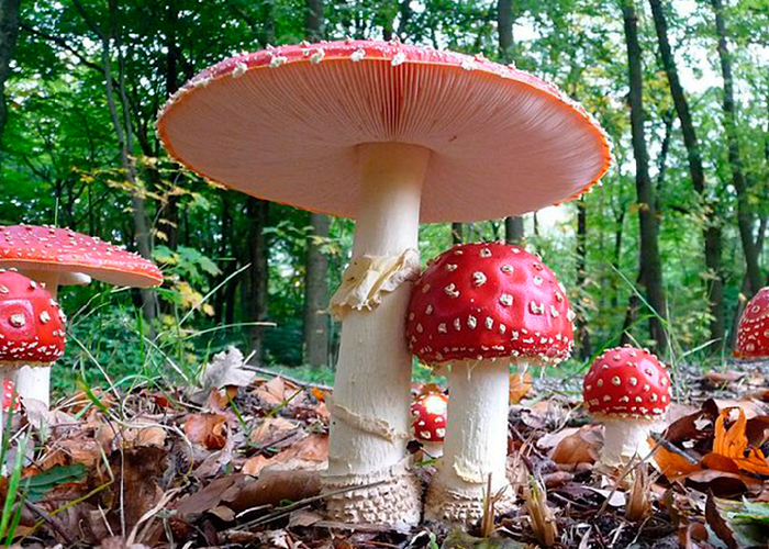 Мухомор красный (Amanita muscaria)