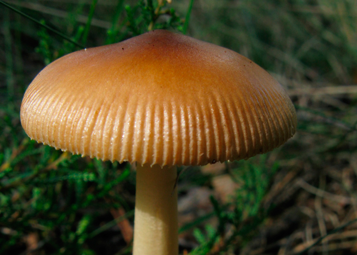 Мухомор оранжевый (Amanita fulva)