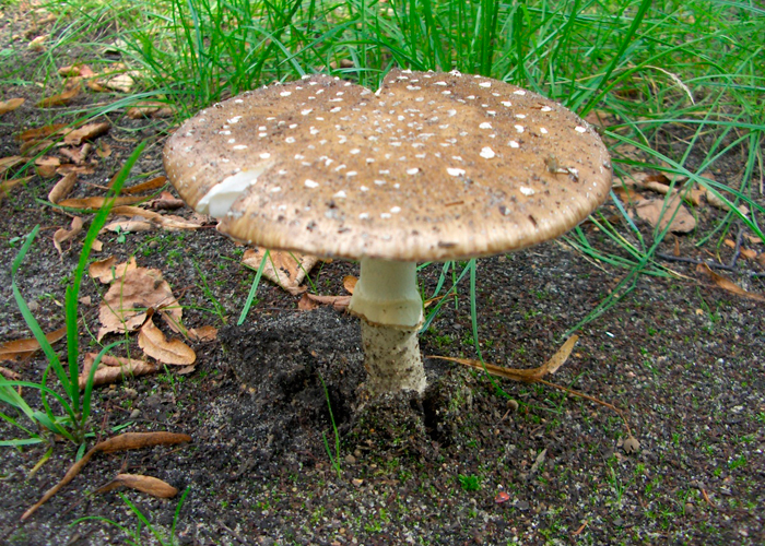 Мухомор пантерный (Amanita pantherina)