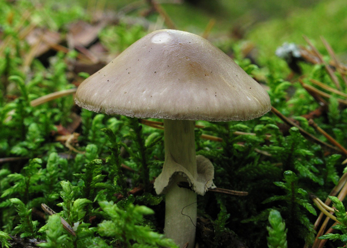 Мухомор порфировый (Amanita porphyria)
