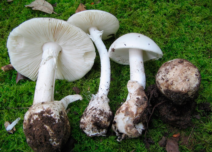 Мухомор весенний. Мухомор белый. (Amanita verna)