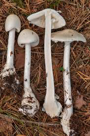 Мухомор вонючий (Amanita virosa)