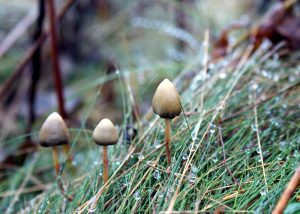 Как псилоцибиновые грибы могут помочь?