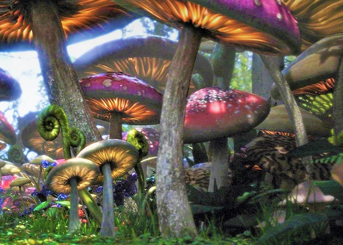 псилоцибиновые грибы