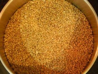 Выращивание грибов