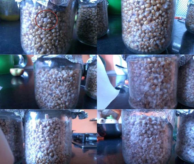 Выращивание грибов