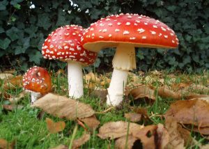 Красный мухомор
