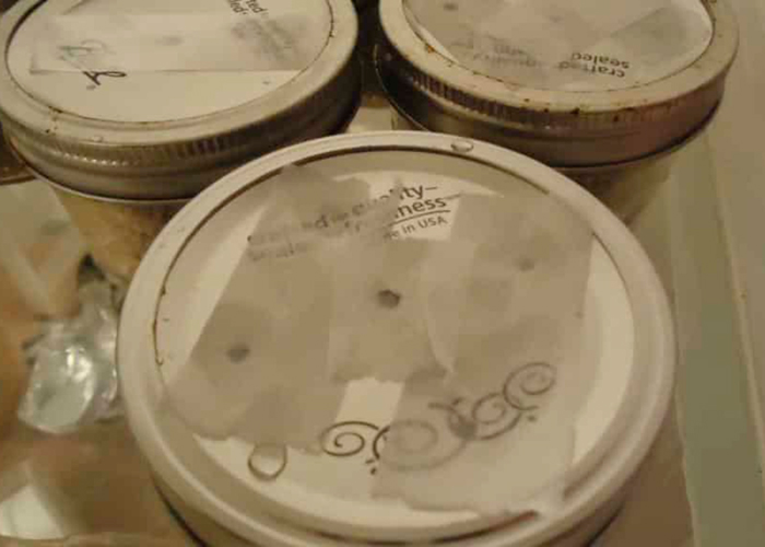 Как вырастить «магические» грибы 