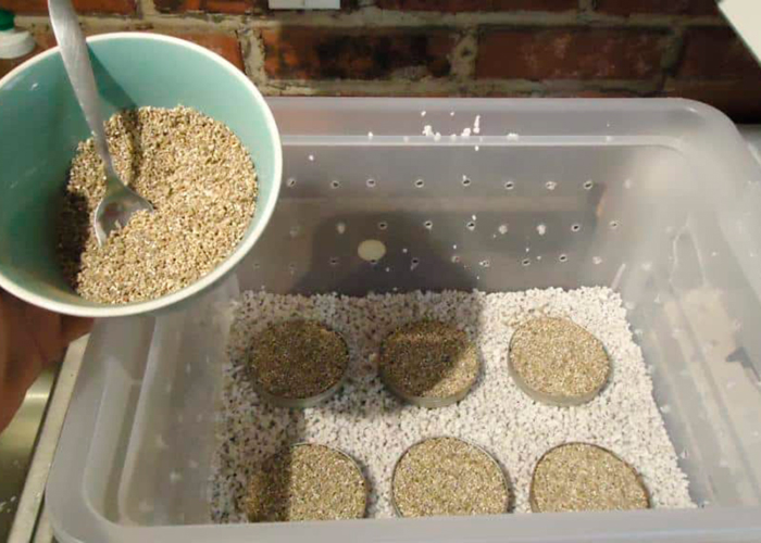 Как вырастить «магические» грибы 