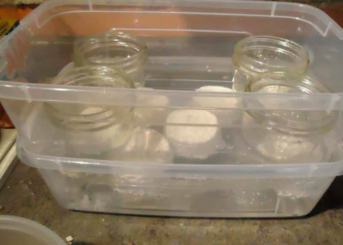 Как вырастить «магические» грибы 