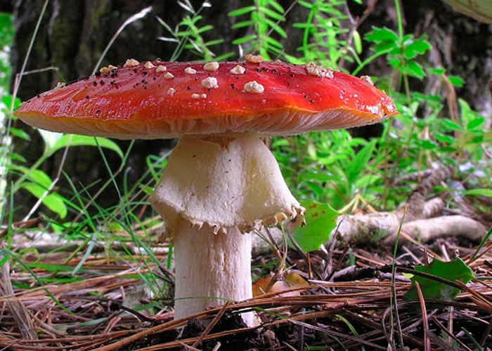 Отвар из мухоморов