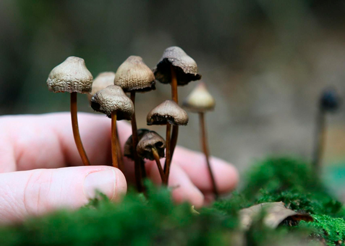 Псилоцибин и закон