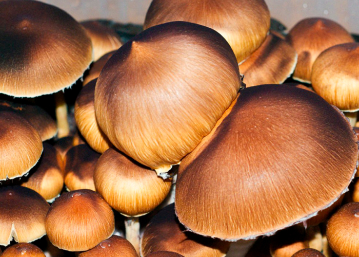 Что такое псилоцибин?