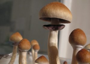 Псилоцибин