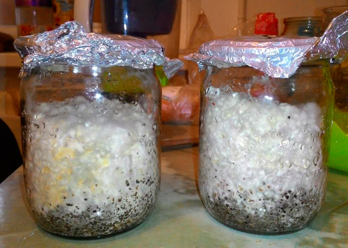 Шаг второй - изъятие мицелиевых «кейков»