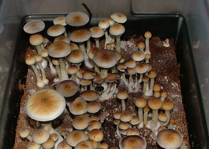 Грибы как лекарство