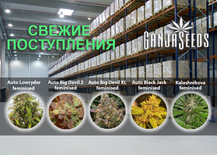 Масштабное обновление ассортимента в интернет магазине GanjaSeeds!