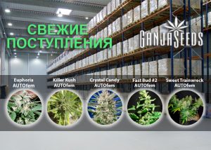 Масштабное обновление ассортимента в интернет магазине GanjaSeeds!