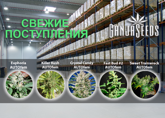 Масштабное обновление ассортимента в интернет магазине GanjaSeeds!